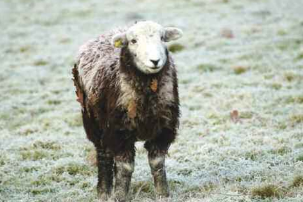 Yew Tree Autumn Herdwick Hogg
