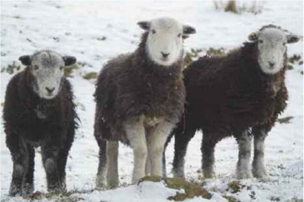 Trio of Watchful Hoggs
