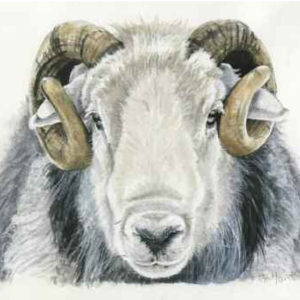 205 Yew Tree Tup Colour Yew Tree Tup (Colour)