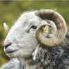 Autumn Tup