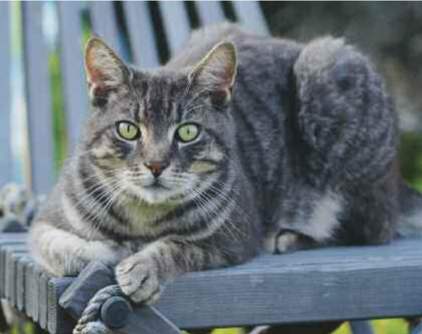 Chair Cat