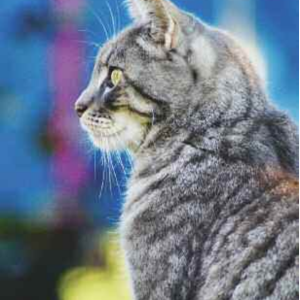 Summertime Cat