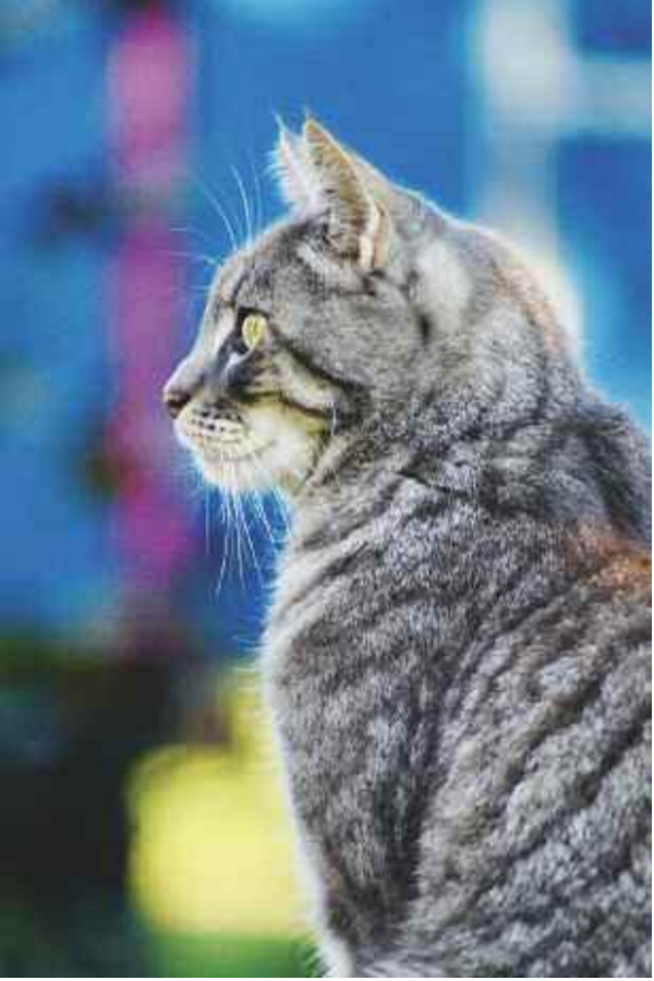 Summertime Cat
