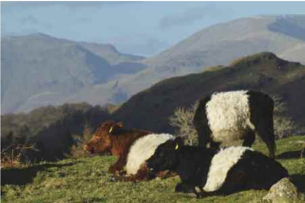 Yew Tree Farm Belties at Tarn Hows
