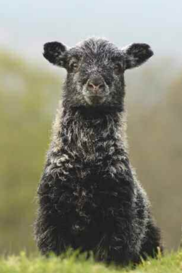 Ash Bank Lamb