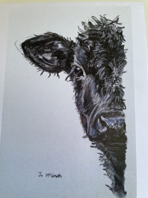 Half Calf 2