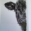 Half Calf 2