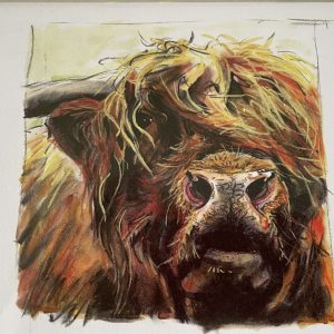 Highland Bull