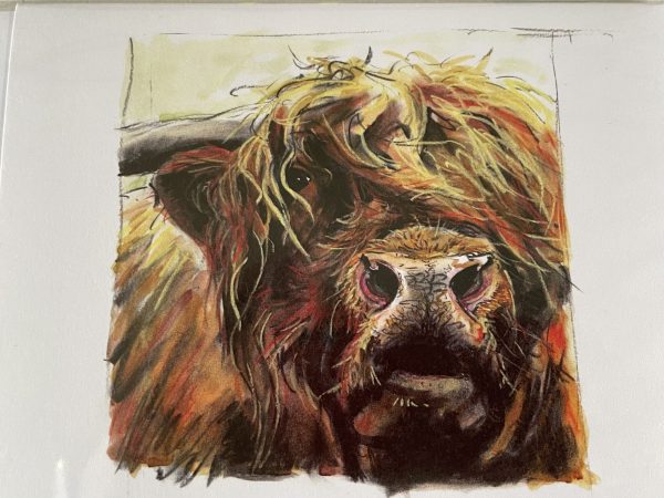 Highland Bull