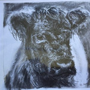 Yew Tree Beltie B&W