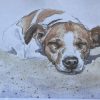 Mo snoozing on Whitby Beach