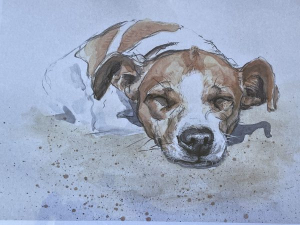 Mo snoozing on Whitby Beach