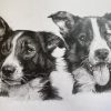 Collie Brothers