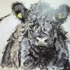 Yew Tree Beltie Galloway