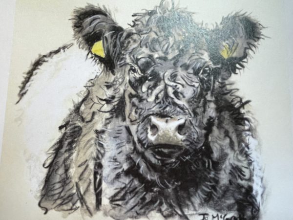 Yew Tree Beltie Galloway