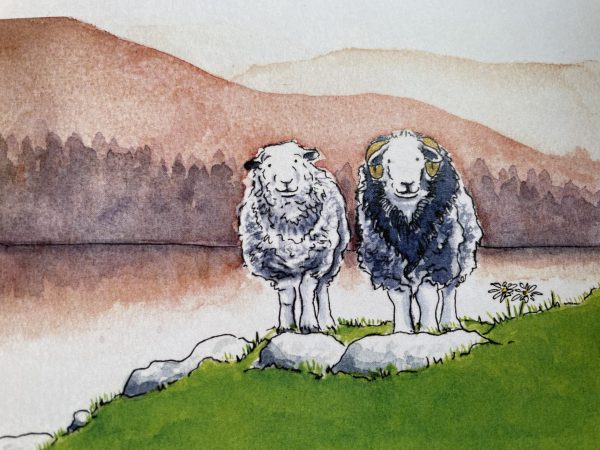 Herdwick Couple