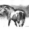 Dappled Welsh - Charcoal Horse Study full body