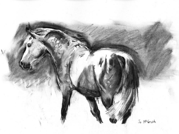 Dappled Welsh - Charcoal Horse Study full body