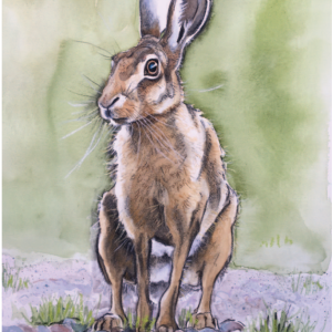 151 Penny Bridge Hare No1 Penny Bridge Hare No 1