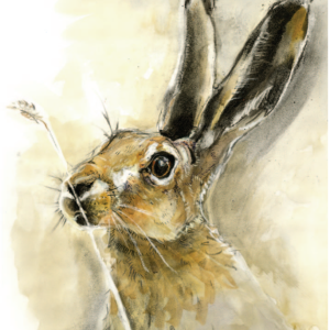 Cornfield Hare