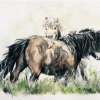 The Samling's Shetland Ponies