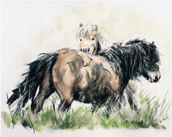 The Samling's Shetland Ponies