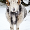 Snow Guardian
