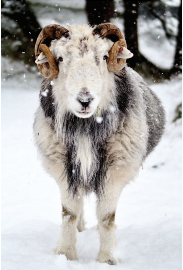 Snow Guardian
