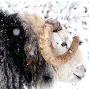 188 Yew Tree Winter Tup Yew Tree Winter Tup