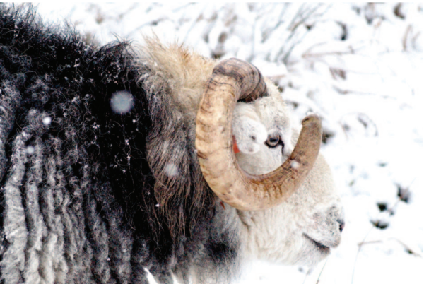 Yew Tree Winter Tup