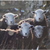 Herdwick Hoggs sheltering in The Lea of a Wall