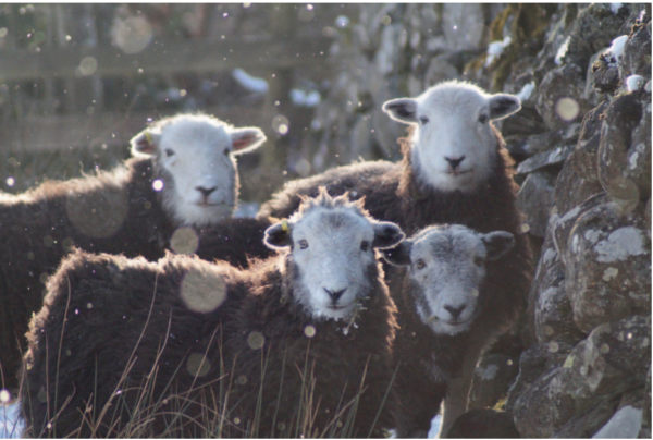 Herdwick Hoggs sheltering in The Lea of a Wall