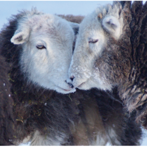 Winter Solidarity
