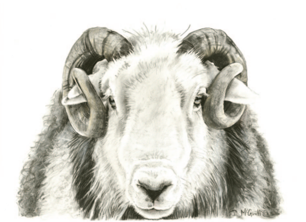 Ambassador of Yew Tree, Charcoal