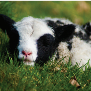 199 Jacobs Lamb Jacob Lamb