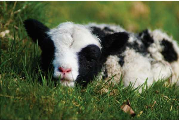 Jacob Lamb