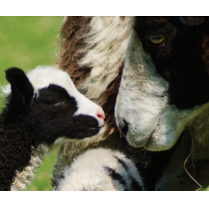 201 Jacob Ewe and Lamb Jacob Ewe and Lamb