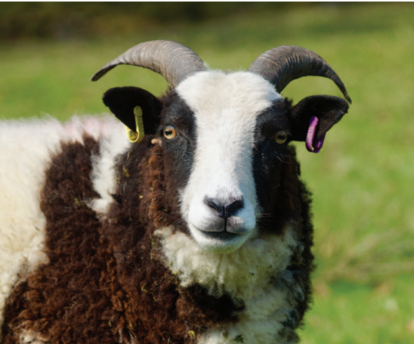 Jacob Ewe 2