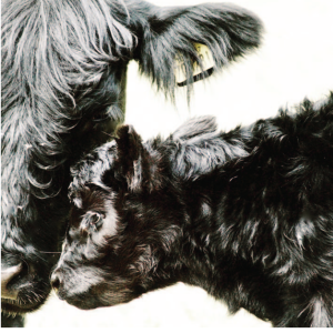 Yew Tree Belted Galloway Cow and Calf