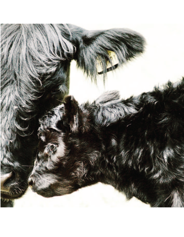 Yew Tree Belted Galloway Cow and Calf