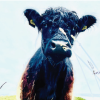 Beltie Cow in Meadow