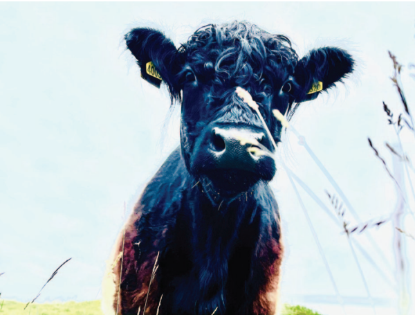 Beltie Cow in Meadow