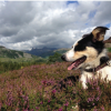 Ben taking a break from work on Holme Fell