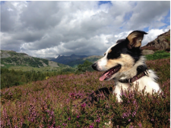 Ben taking a break from work on Holme Fell