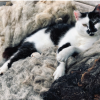 Cat in Sheeps clothing