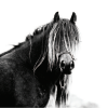 Fell Pony Mare, fresh back down from a period of wild living on the fells