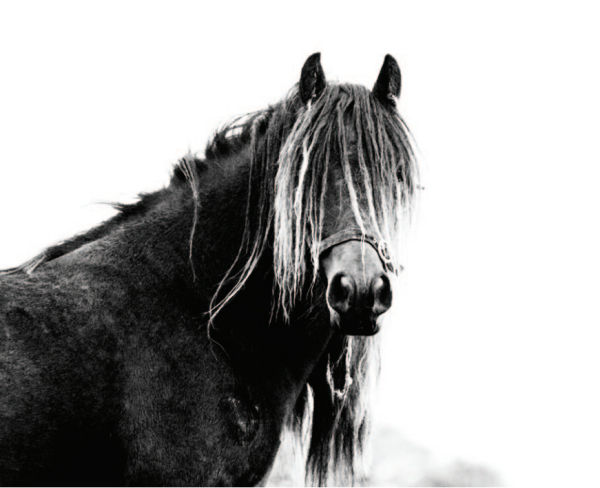 Fell Pony Mare, fresh back down from a period of wild living on the fells