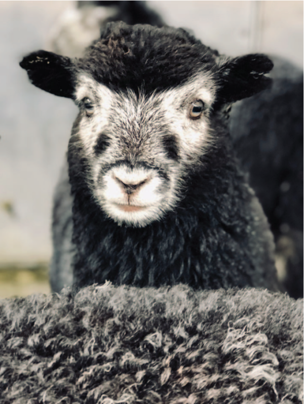 3 Month Old Herdwick Lamb