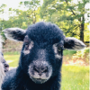 Madge's Lamb