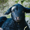 Newborn Herdwick Lamb